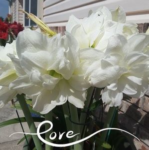 Meet your Posher, Annette